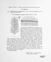 Hypodermium nervisequum image